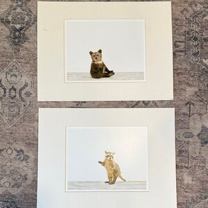 Adorable Bear and Raccoon photography  Art Prints